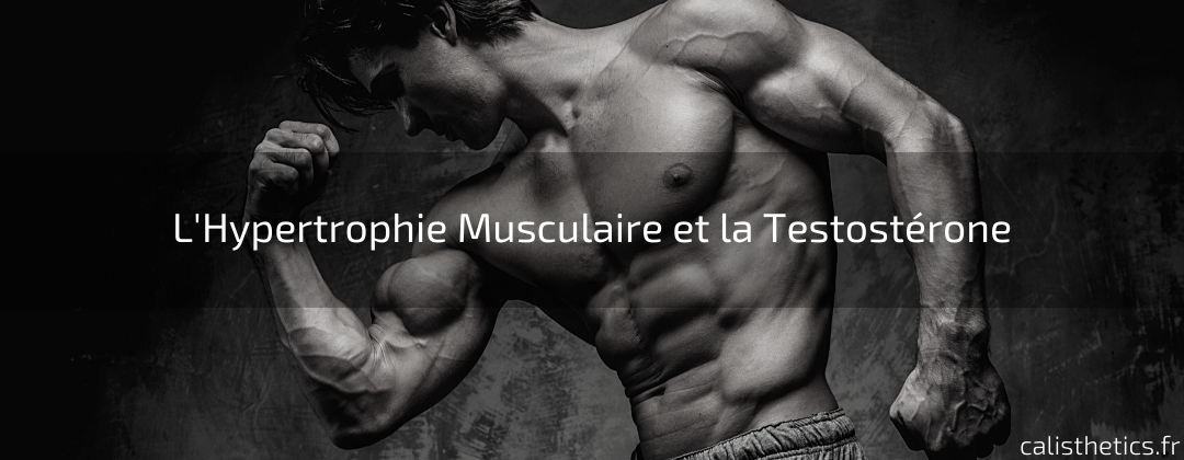 L'Hypertrophie Musculaire et la Testostérone